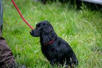 Open Spaniel-019