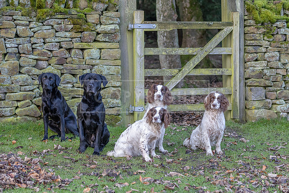 Gundogs-43