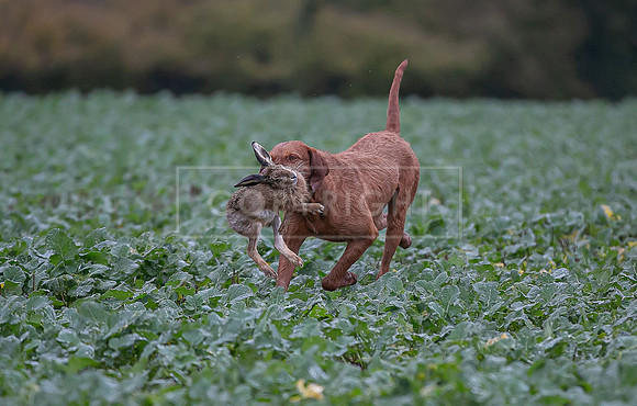 Gundogs-55