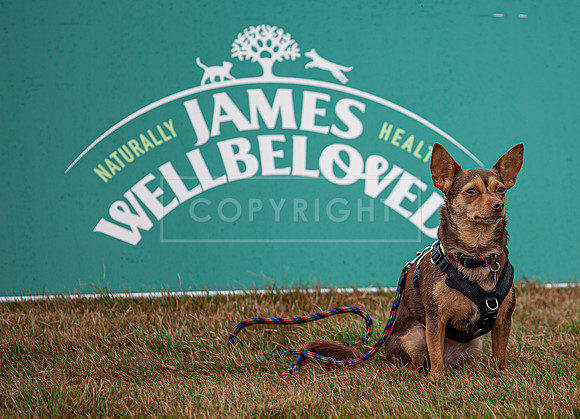Scruffts detling showground 17 sept 23-05