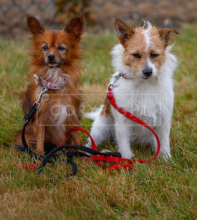 Scruffts detling showground 17 sept 23-08