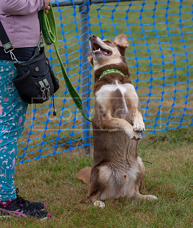 Scruffts detling showground 17 sept 23-14