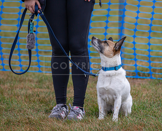Scruffts detling showground 17 sept 23-15