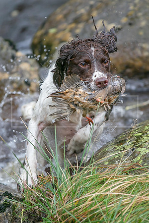 Gundogs-01