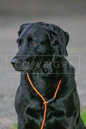 Int Retriever Day 1 -030