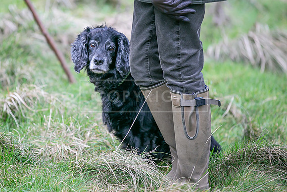 Gundogs-23