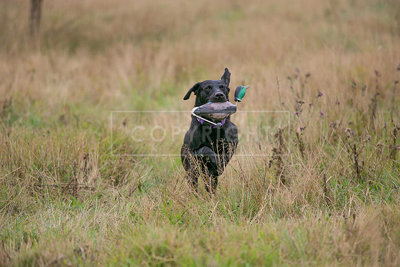 Jixenwell Scurry Challenge Final 2024-0453