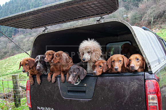 Gundogs-66