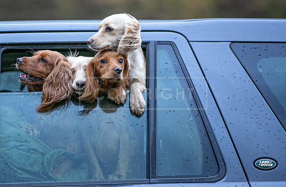 Gundogs-17