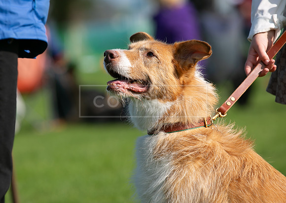 Edinburgh Scruffts 1st Oct 2023-09