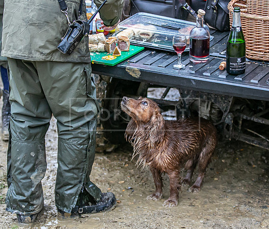 Gundogs-16