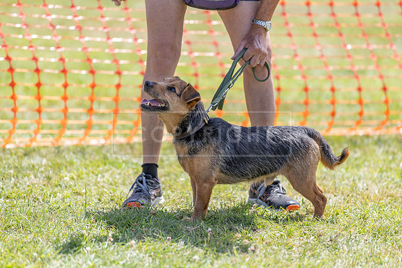 Scruffts heat @ Wadebridge 13th July 2025-110