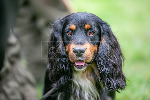 Gundogs-11