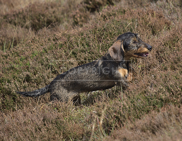 Gundogs-67