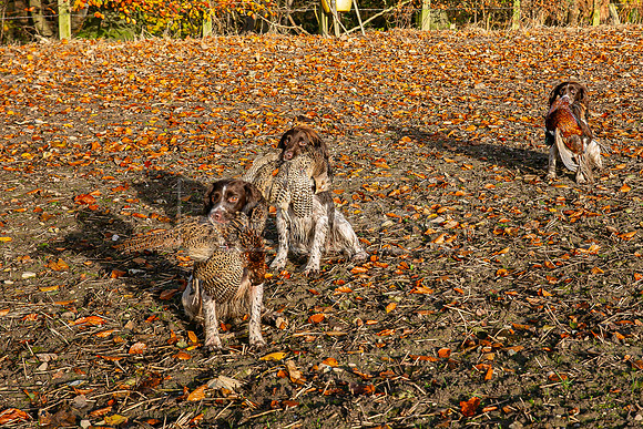 Gundogs-36