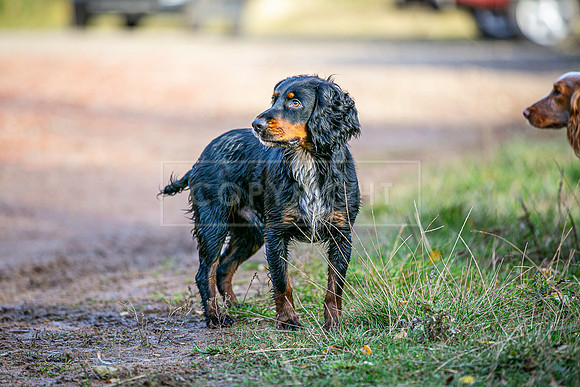 Gundogs-14