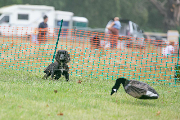Jixenwell Scurry Challenge Final 2024-0286