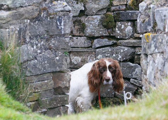 melmerby website-018