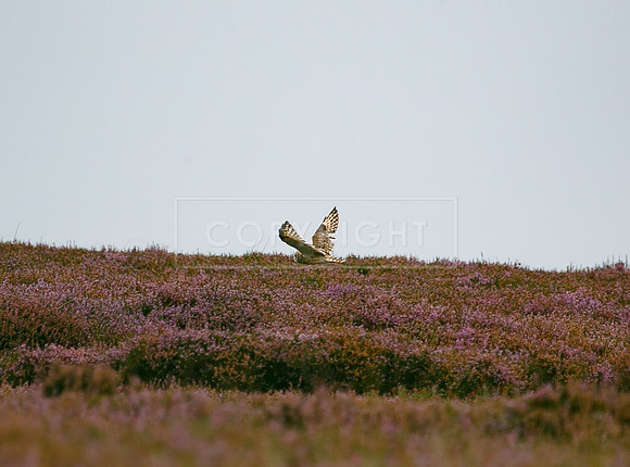 melmerby website-035