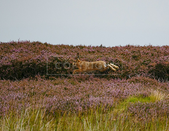melmerby website-042