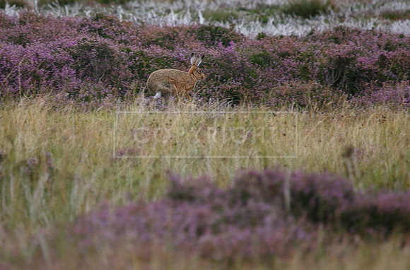 melmerby website-065