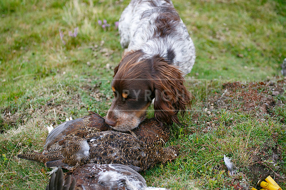 melmerby website-095