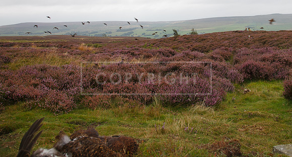 melmerby website-104