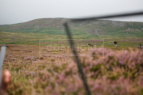 melmerby website-119