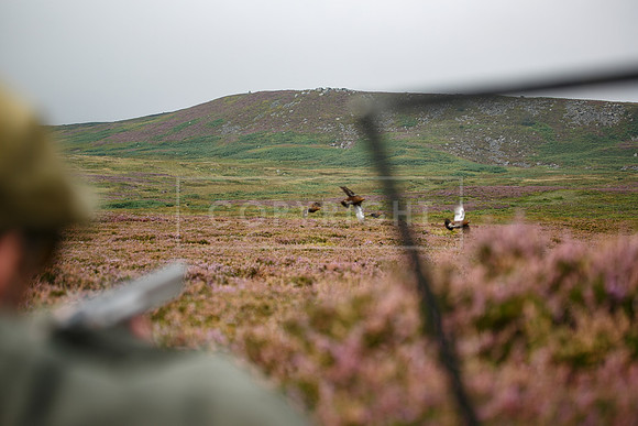 melmerby website-118