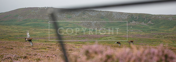 melmerby website-120