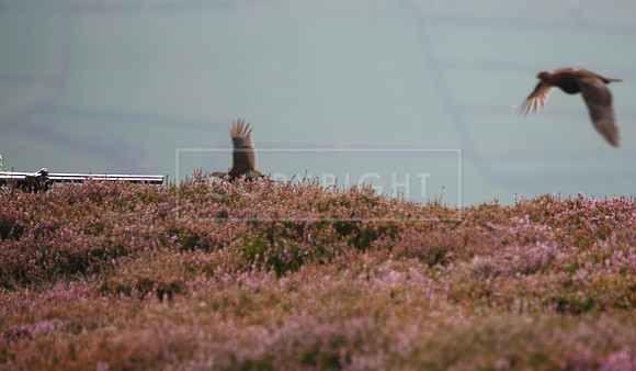 melmerby website-122