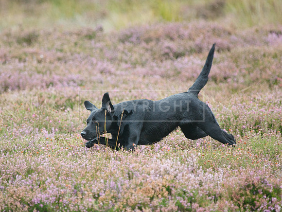 melmerby website-135
