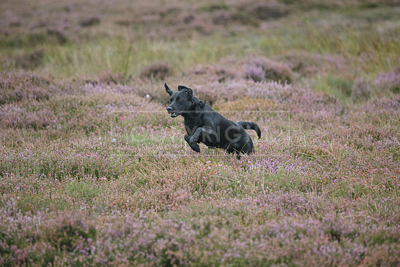 melmerby website-134