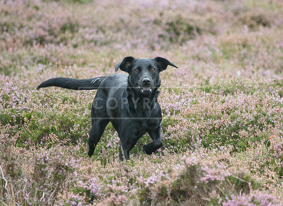 melmerby website-136