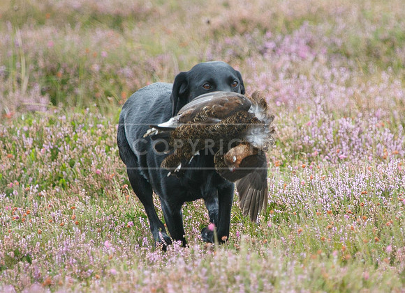 melmerby website-139