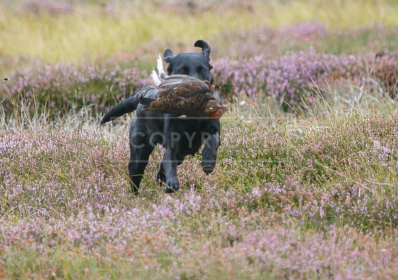 melmerby website-138