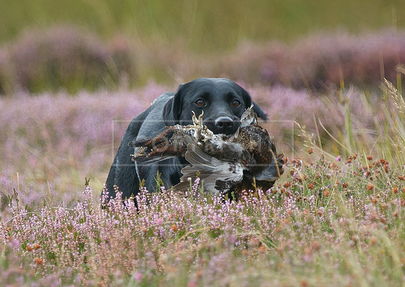 melmerby website-143