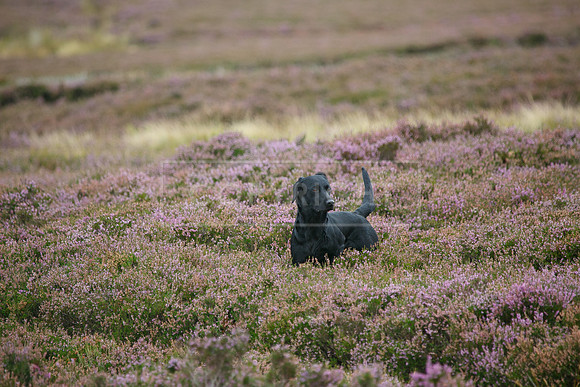 melmerby website-140