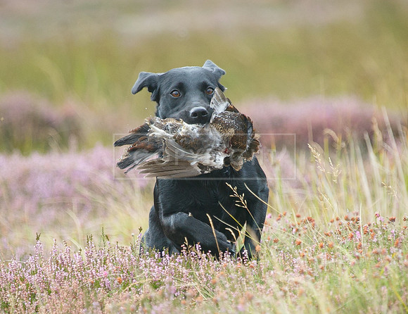 melmerby website-144