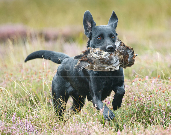 melmerby website-145