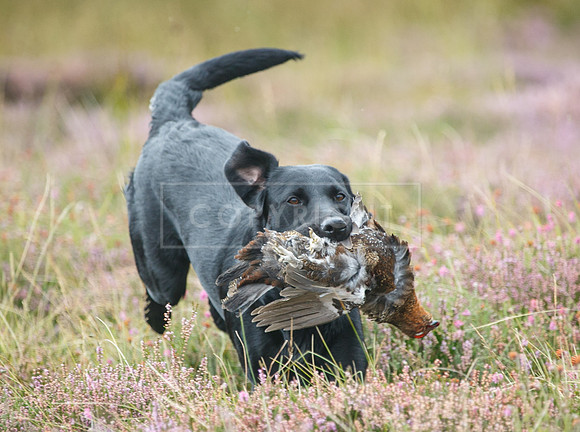 melmerby website-146