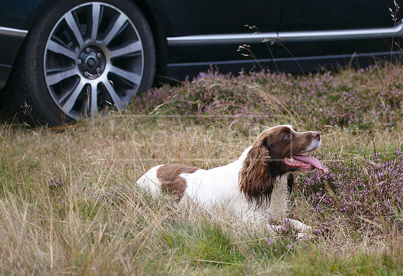 melmerby website-154