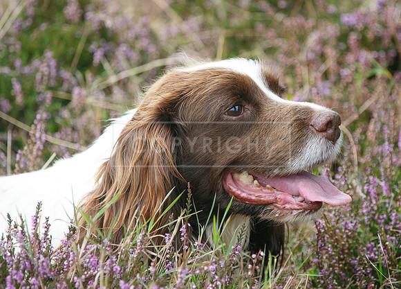 melmerby website-157