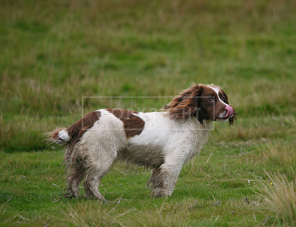 melmerby website-173