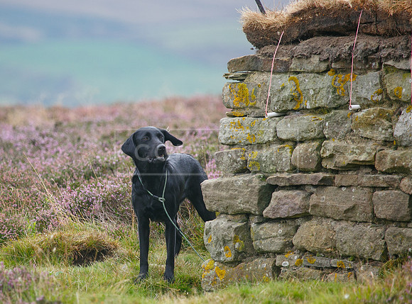 melmerby website-174