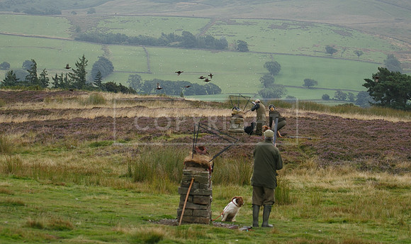 melmerby website-195