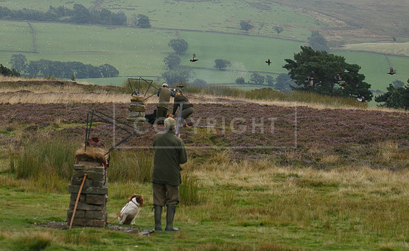melmerby website-198