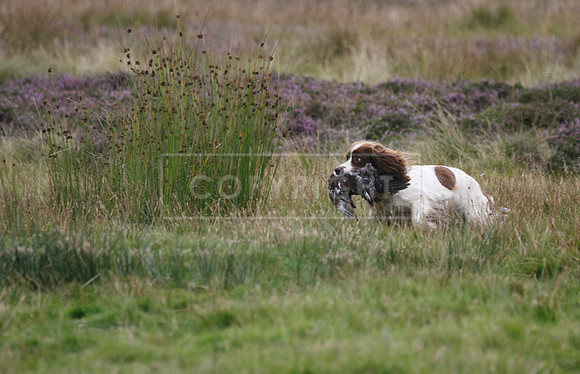 melmerby website-225