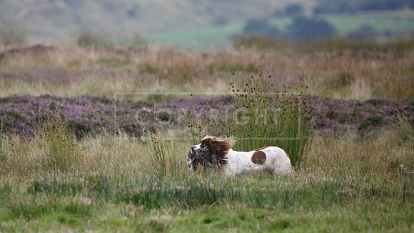 melmerby website-226