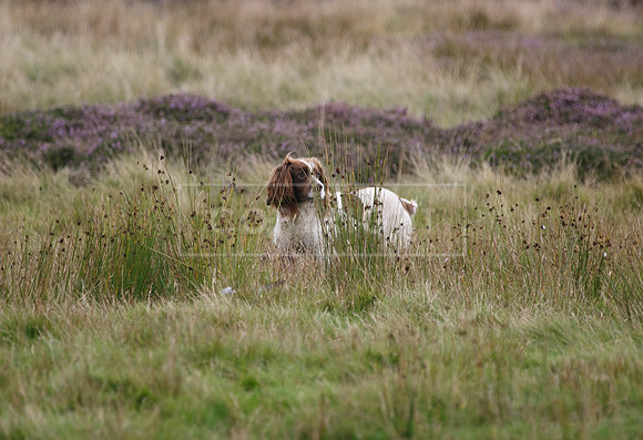 melmerby website-227